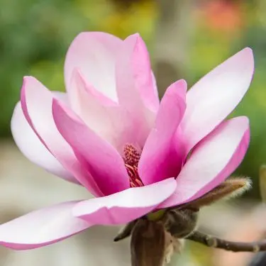 Plantning og pasning af magnolia træ